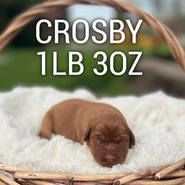 Crosby - Yellow male Labrador Retriever puppy in Puyallup, Washington from 12 Door Farm Labradors