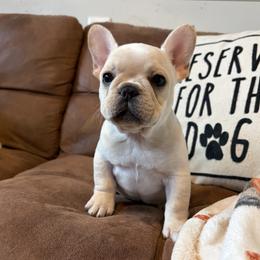 French Bulldog puppies from Lakeside Frenchies