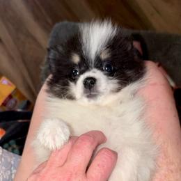 Timothy - Tri-colored male Pomeranian puppy in Gilmer, Texas from Fairchild Fancy Pomeranians and Coachella Pomeranians