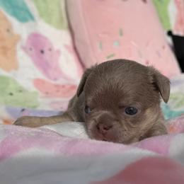 Masha - Chocolate blue female Chihuahua puppy in Newport Beach, California from Exotic City Pomeranians and chihuahuas