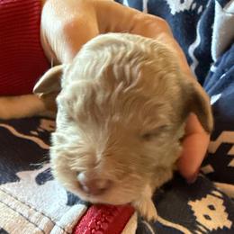 Girl 6 - Red merle female Aussiedoodle puppy in Four Oaks, North Carolina from RoseWest Farms
