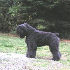 Bouvier des Flandres and Japanese Chins from Cobeauche Bouviers