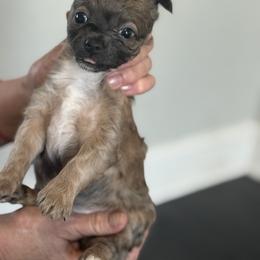 Chihuahua Puppies from Plum and Pom Kennel