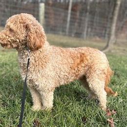 Lady - Goldendoodle