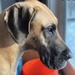 Bulldogs and Great Danes from Wil-Tor Bulldogs and Great Danes