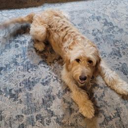 Colbie - Goldendoodle