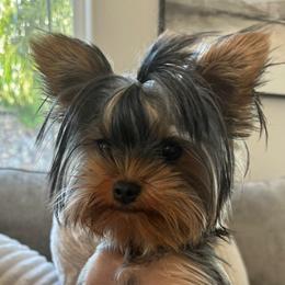 Yorkshire Terrier Puppies from Nicki's Yorkies
