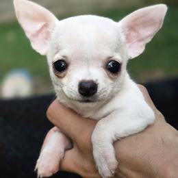 Bitty - Fawn and white female Chihuahua puppy in Indianapolis, Indiana from London Rouge Chihuahuas