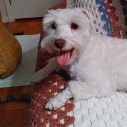 Miniature Schnauzers from Bella's Mini Schnauzers