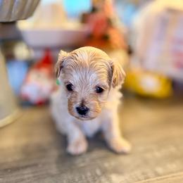 Isabela - Cream female Maltipoo puppy in Bells, Texas from Partridge Doodles and Poodles