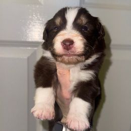 Rigatoni - Red tri-color male Australian Shepherd puppy in Anniston, Alabama from All Hale Aussies