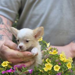 Bea - Cream and white female Chihuahua puppy in East Camden, Arkansas from RoyAl