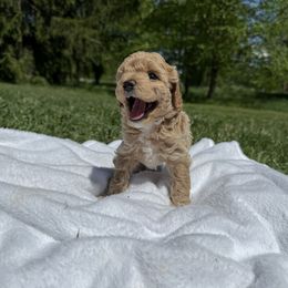 Maltipoo puppies from Poodles Are Mixy