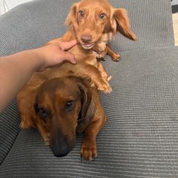 Luna - Dachshund