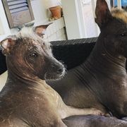 Xoloitzcuintli from Xolos Mucino