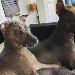 Xoloitzcuintli from Xolos Mucino