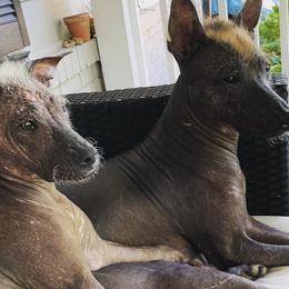 Xoloitzcuintli from Xolos Mucino