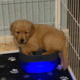 Romeo - Golden male Golden Retriever puppy in Orange City, Florida from Sidekick Retrievers