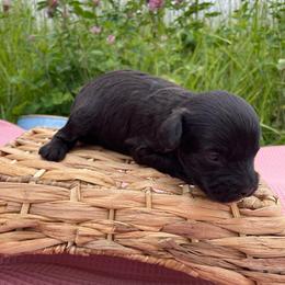 Buoy - Black male Schnoodle puppy in Lathrop, Missouri from RR Schnoodles