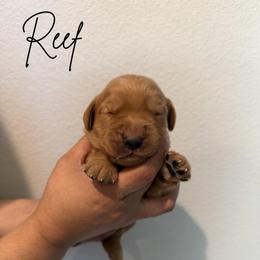 Reef - Dark golden male Golden Retriever puppy in Victorville, California from Martinez Goldens
