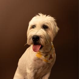 Bruno - Soft Coated Wheaten Terrier