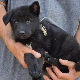 Boy 1 Mint - Black male German Shepherd puppy in Lake George, Colorado from High Country German Shepherds