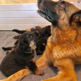 German Shepherd Puppies from Wolves Den Ranch