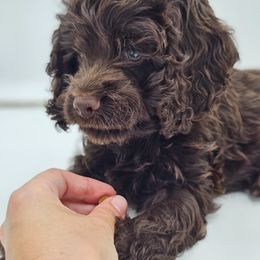 Cockapoo Puppies from Joanna Abruscato
