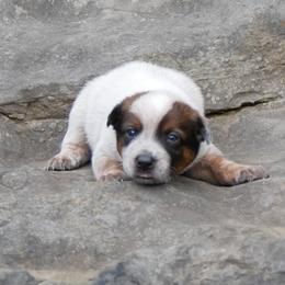 Daniel Morgan - Red mottled male Australian Cattle Dog puppy in Buffalo Valley, Tennessee from Buffalo Valley Breeders