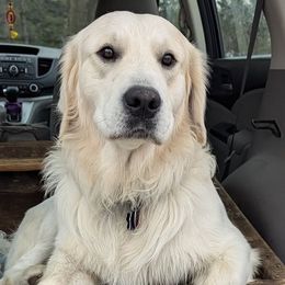 Golden Retrievers from Foxwater Farm