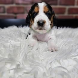 Fizz Boss - Black brown and white female Basset Hound puppy in Lone Jack, Missouri from Wee Little Bassets