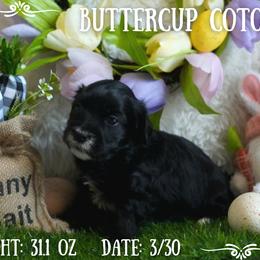 Coton de Tulear Puppies from Buttercup Cotons of Texas