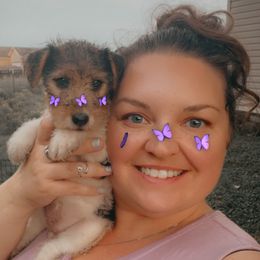 Roberta - White black and tan female Wire Fox Terrier puppy in Ennis, Texas from Syrayed Farm