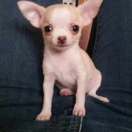 Chihuahua Puppies from True Shot Chihuahuas