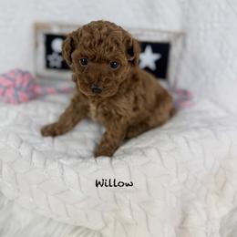Willow - Red  female Poodle puppy in Florida from Adorable Toy-Miniature Poodles