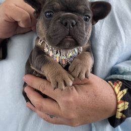 French Bulldog Puppies from Dunromin Farm
