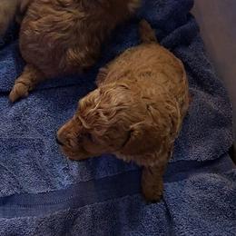 PopRox Boy Pup 2 - Red  male Poodle puppy in Greenville, Texas from RhineStone Poodles