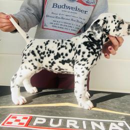 Female 2 - White and black female Dalmatian puppy in Fayette, Missouri from Lazy B Bassets and Dalmatians