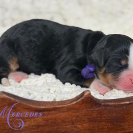 Mercedes - Tri-color female Bernedoodle puppy in Henry, Illinois from Rowe Farms Doodles