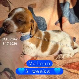 Vulcan - Piebald male Dachshund puppy in Harrodsburg, Kentucky from Wayward Home Dachshunds
