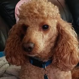 Poodles from Michelle's Poodles