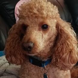 Poodles from Michelle's Poodles