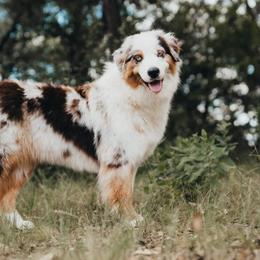 Josie - Australian Shepherd