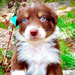 Runt - Red tri-color male Australian Shepherd puppy in Oakland City, Indiana from Moonlightaussies
