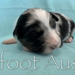 Girl 2 - Blue merle female Australian Shepherd puppy in Lowell, Indiana from Bearfoot Aussies and Tollers