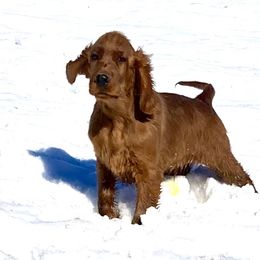 Irish Setter Puppies from Maxwell Irish Setters