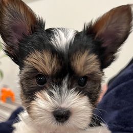 AKC Full Reg: Rocky - Parti male Yorkshire Terrier puppy in Ontario, California from Yorkie Wonderlands