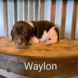 Waylon - Liver and white male German Shorthaired Pointer puppy in Seminary, Mississippi from LeAnne McDaniel