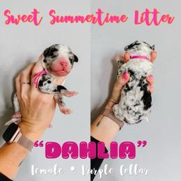Dahlia Purple Collar - Merle female Sheepadoodle puppy in Republic, Missouri from DOOD & Co