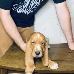 Bert - Mahogany and white male Basset Hound puppy in Tollesboro, Kentucky from Low and Slow Bassets